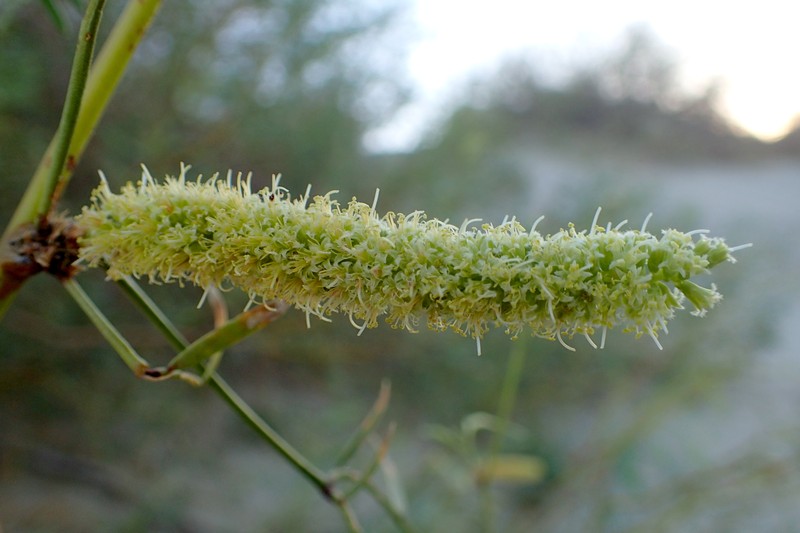 Honey Mesquite photo 5
