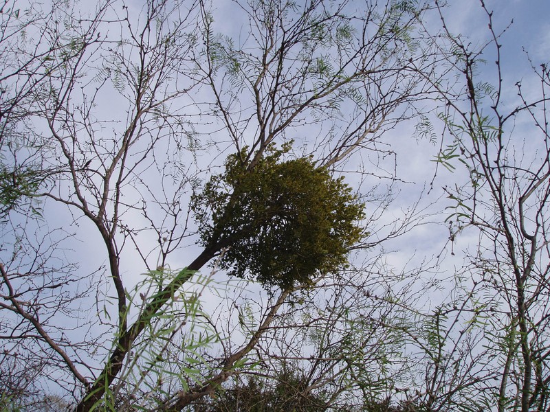 Honey Mesquite photo 2