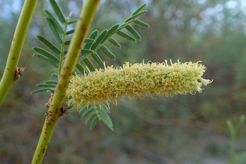Honey Mesquite photo 3