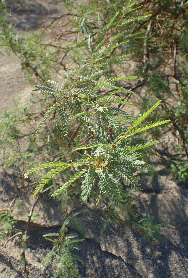 Honey Mesquite photo 6