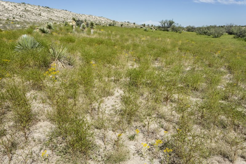 Prosopis humilis