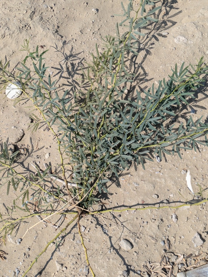 Mesquite photo 2
