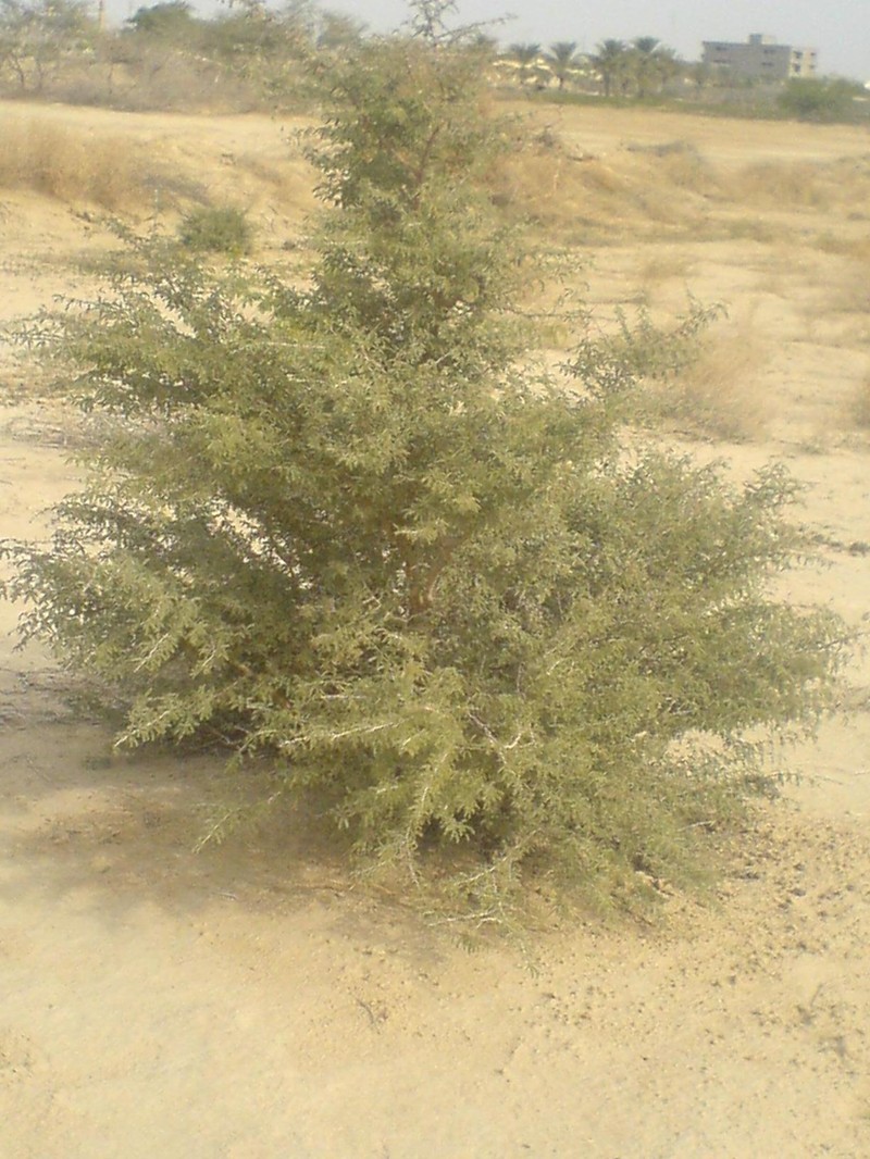 Prosopis koelziana