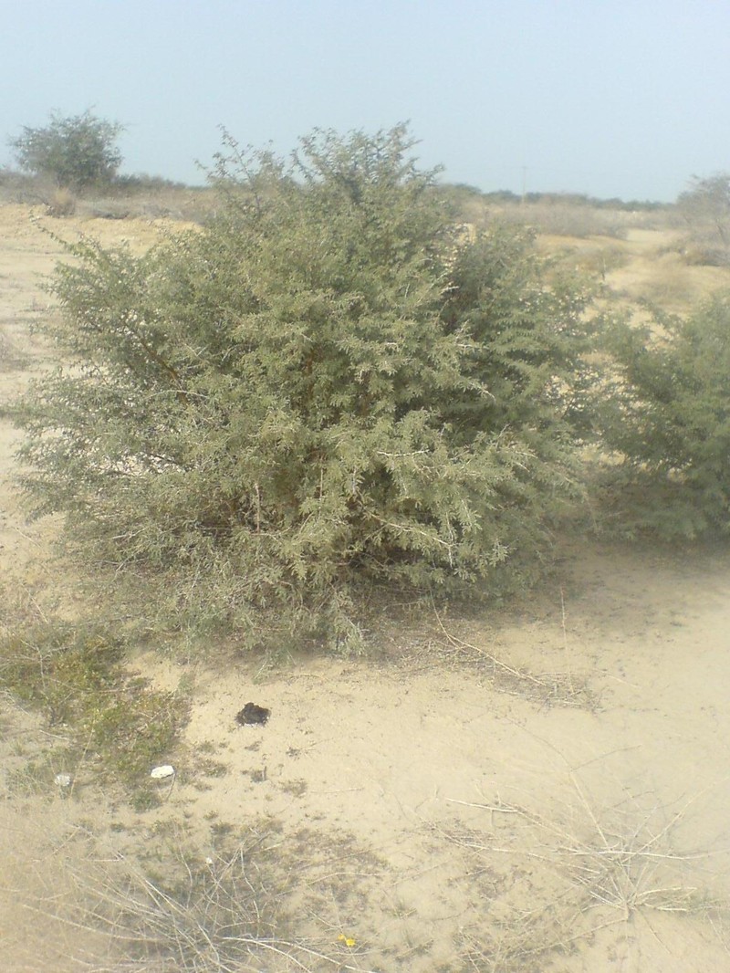 Prosopis koelziana photo 2