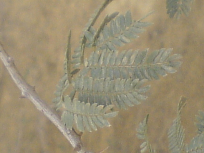 Prosopis koelziana photo 3