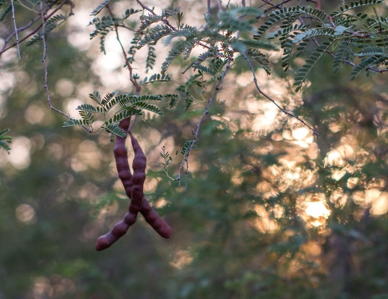Prosopis koelziana photo 5