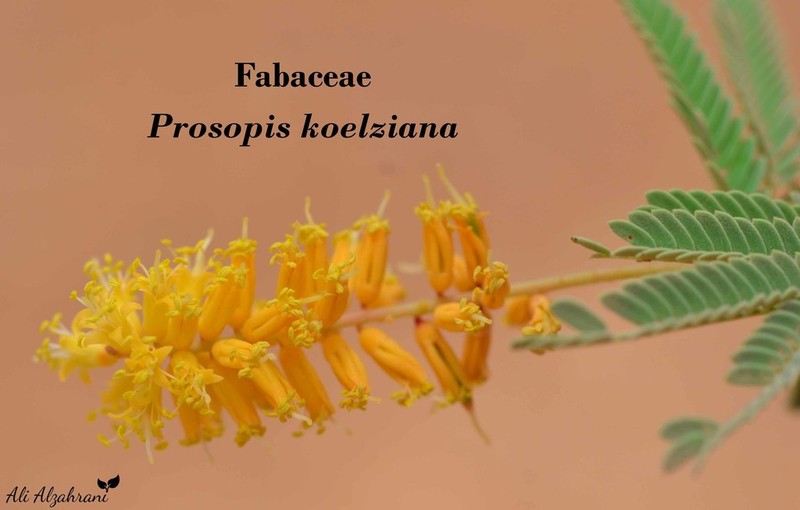 Prosopis koelziana photo 6