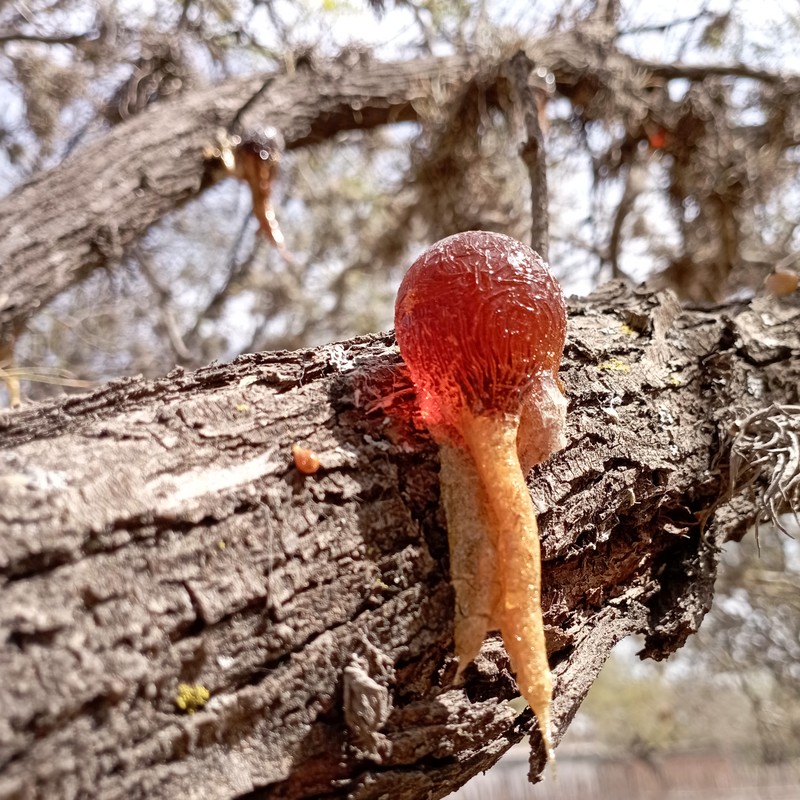 Smooth Mesquite photo 3