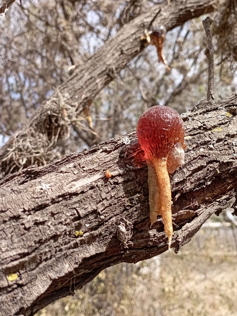 Smooth Mesquite photo 4