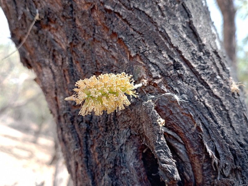 Smooth Mesquite photo 2