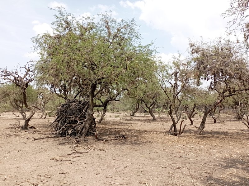 Smooth Mesquite photo 5