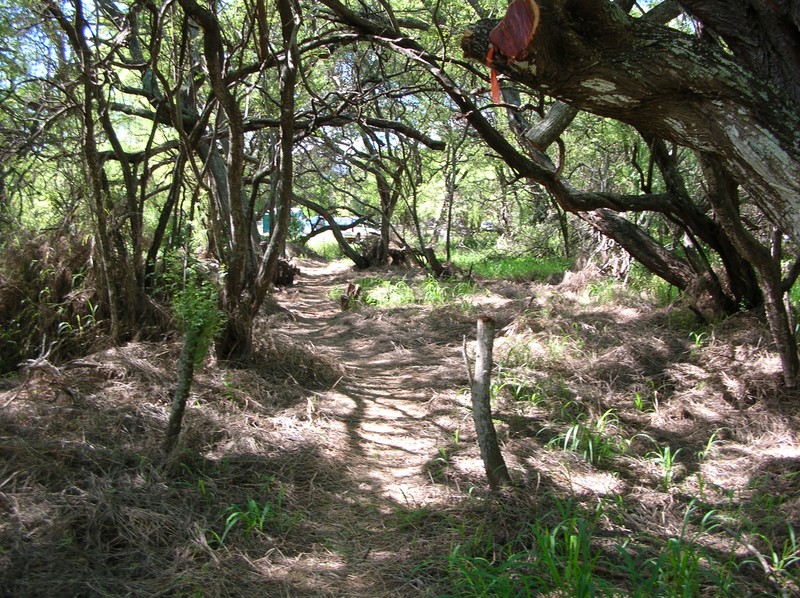 Kiawe photo 4