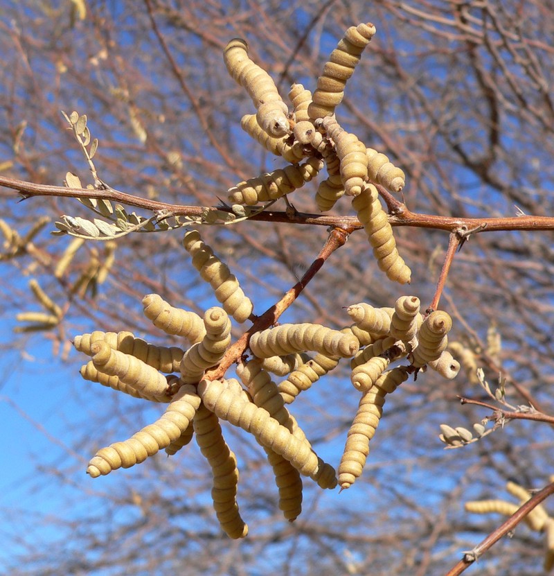 Screwbean Mesquite photo 4