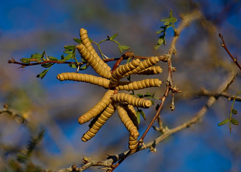 Screwbean Mesquite photo 5