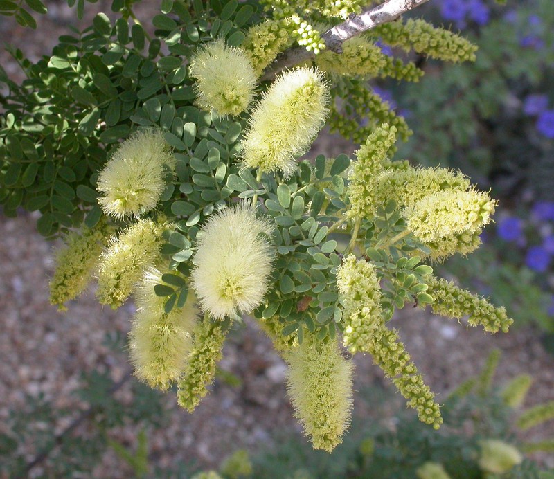 Screwbean Mesquite photo 6