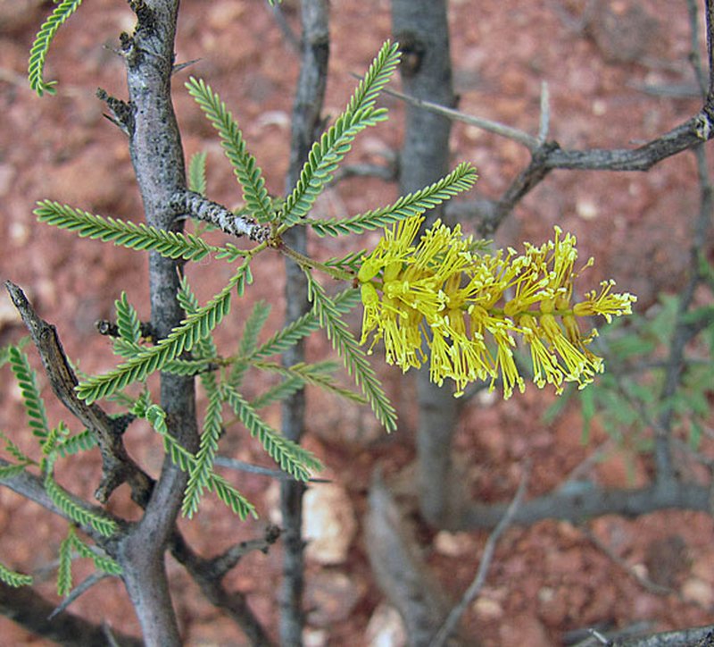 Prosopis torquata