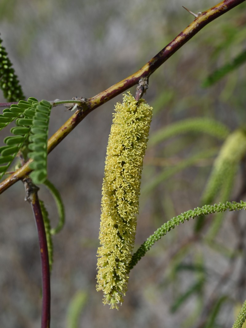 Velvet Mesquite photo 5