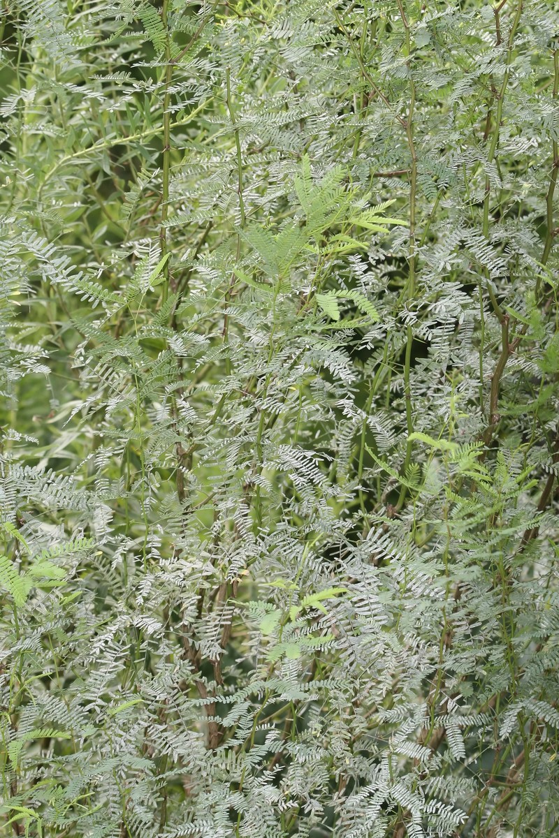 Velvet Mesquite photo 2