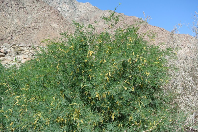 Velvet Mesquite photo 4
