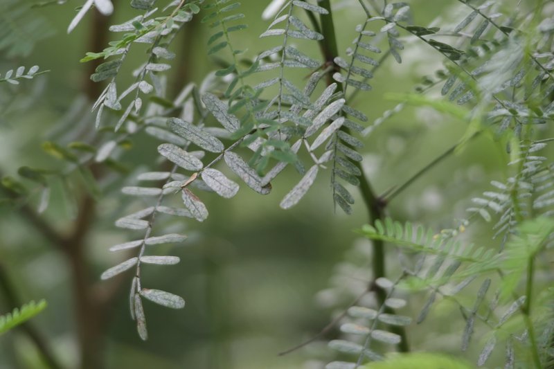 Velvet Mesquite photo 6
