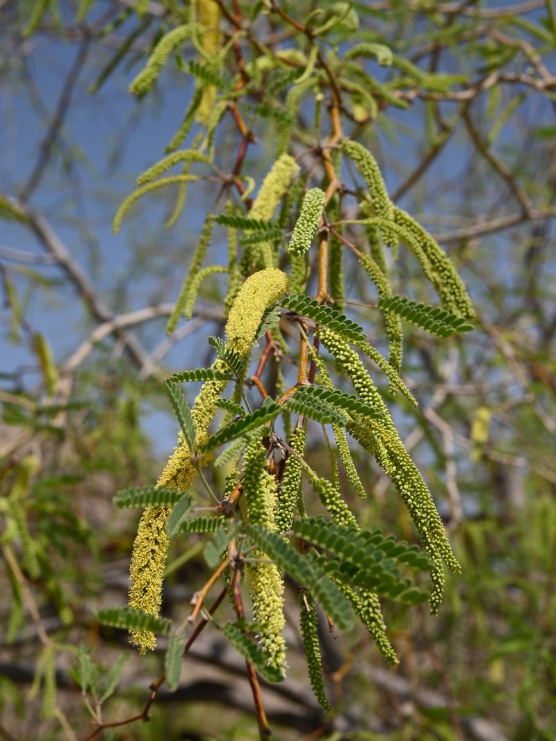 Velvet Mesquite photo 7