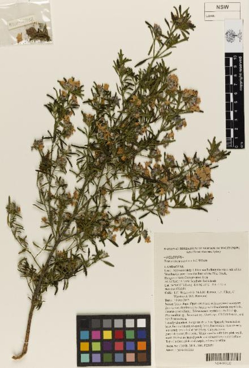 Prostanthera conniana photo 3
