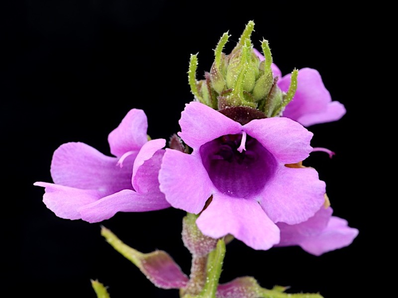 Prostanthera crocodyloides