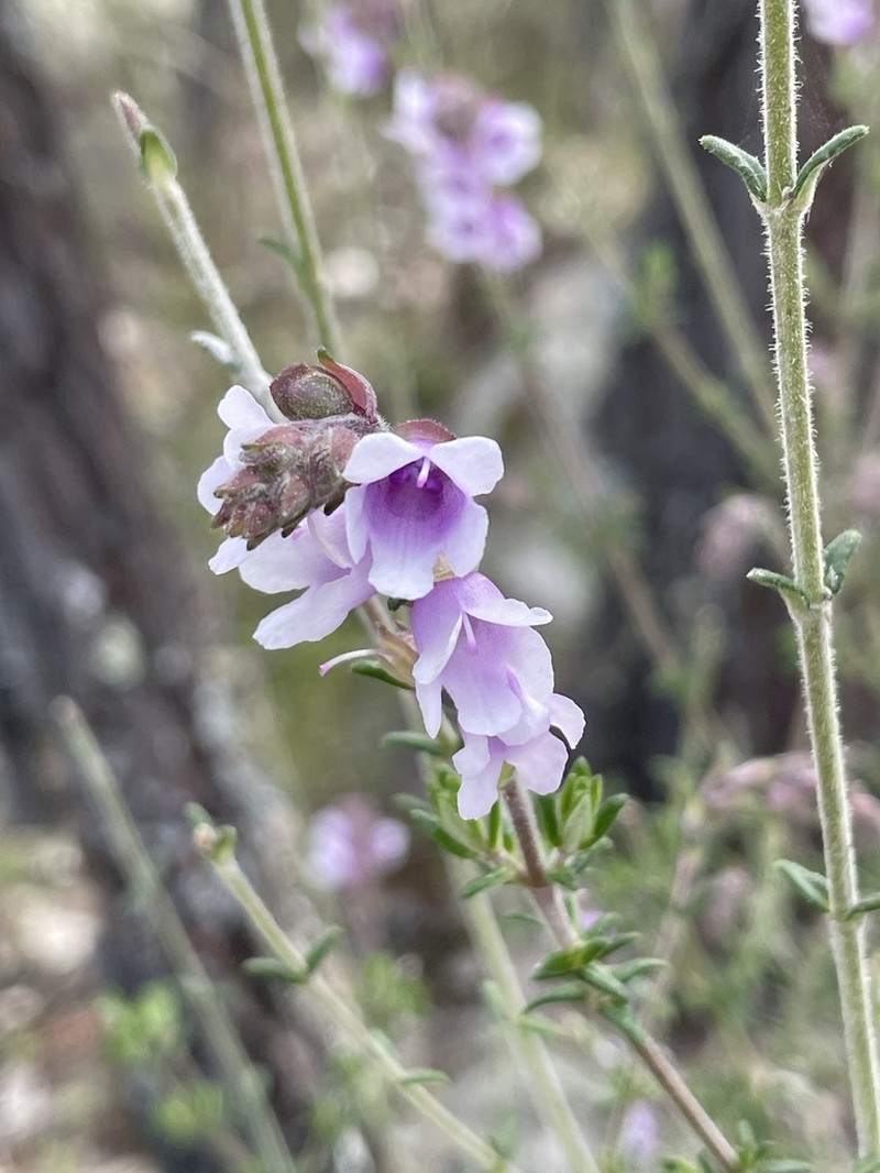 Prostanthera crocodyloides photo 2