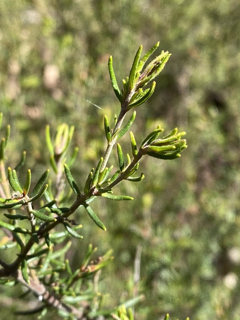 Prostanthera crocodyloides photo 3