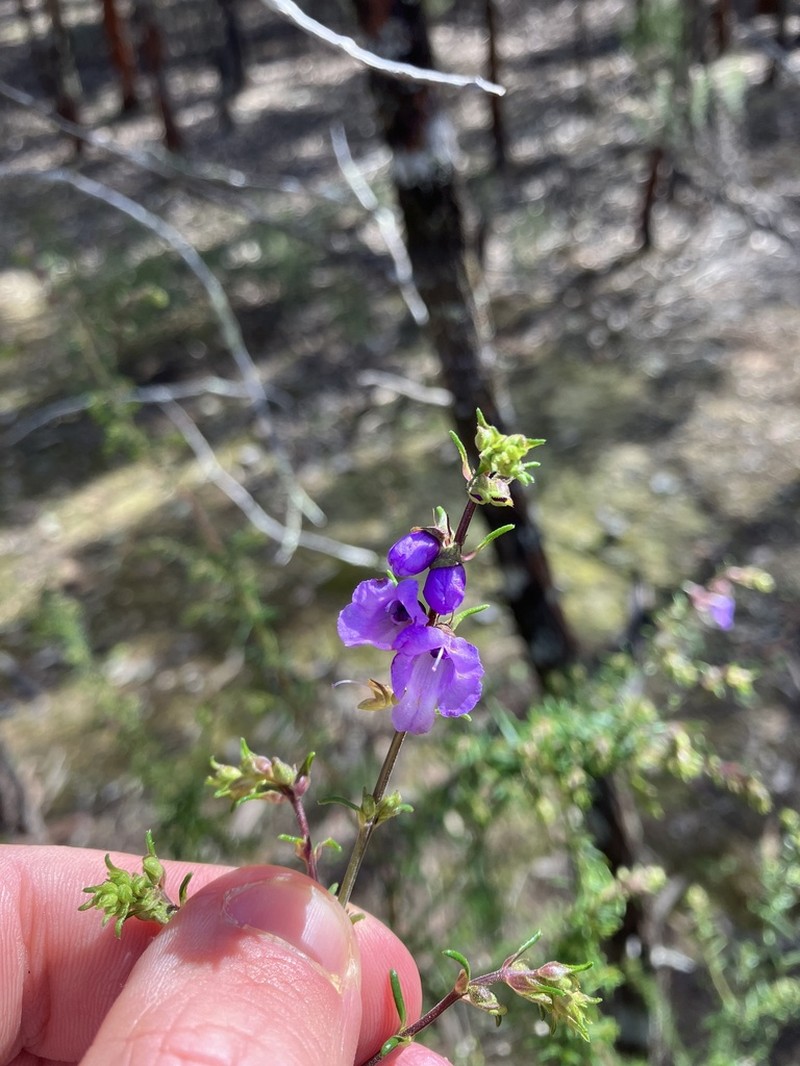 Prostanthera crocodyloides photo 4