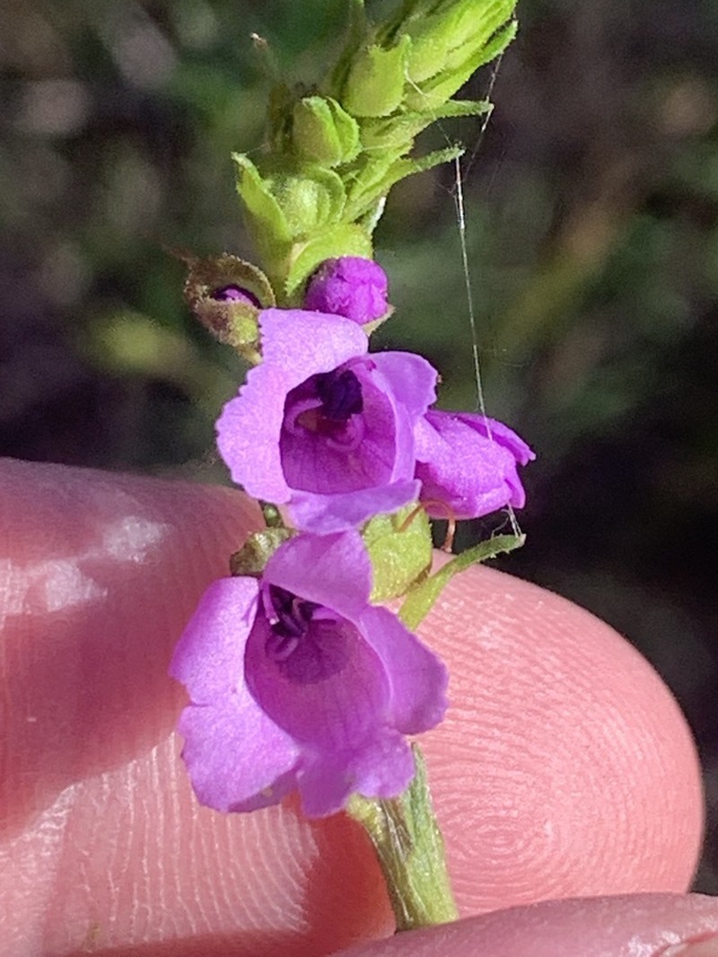 Prostanthera crocodyloides photo 5