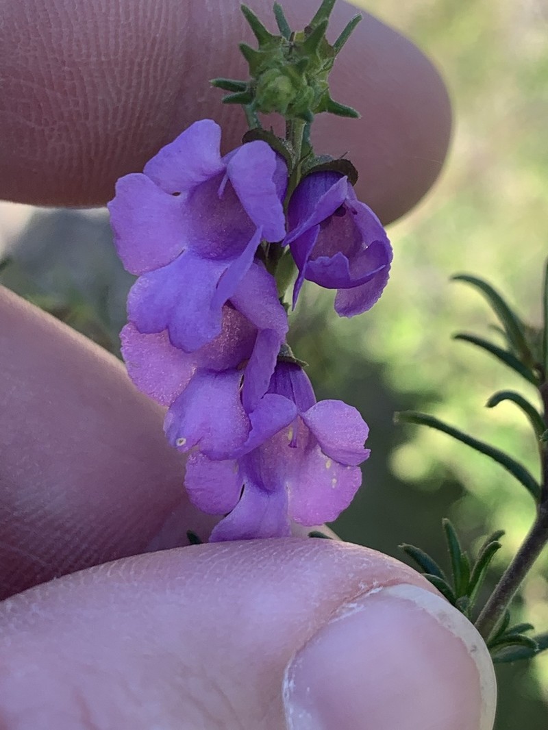 Prostanthera crocodyloides photo 6
