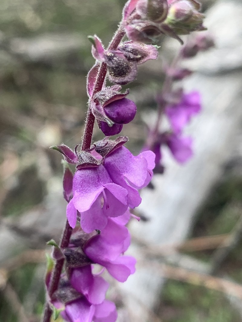 Prostanthera crocodyloides photo 7