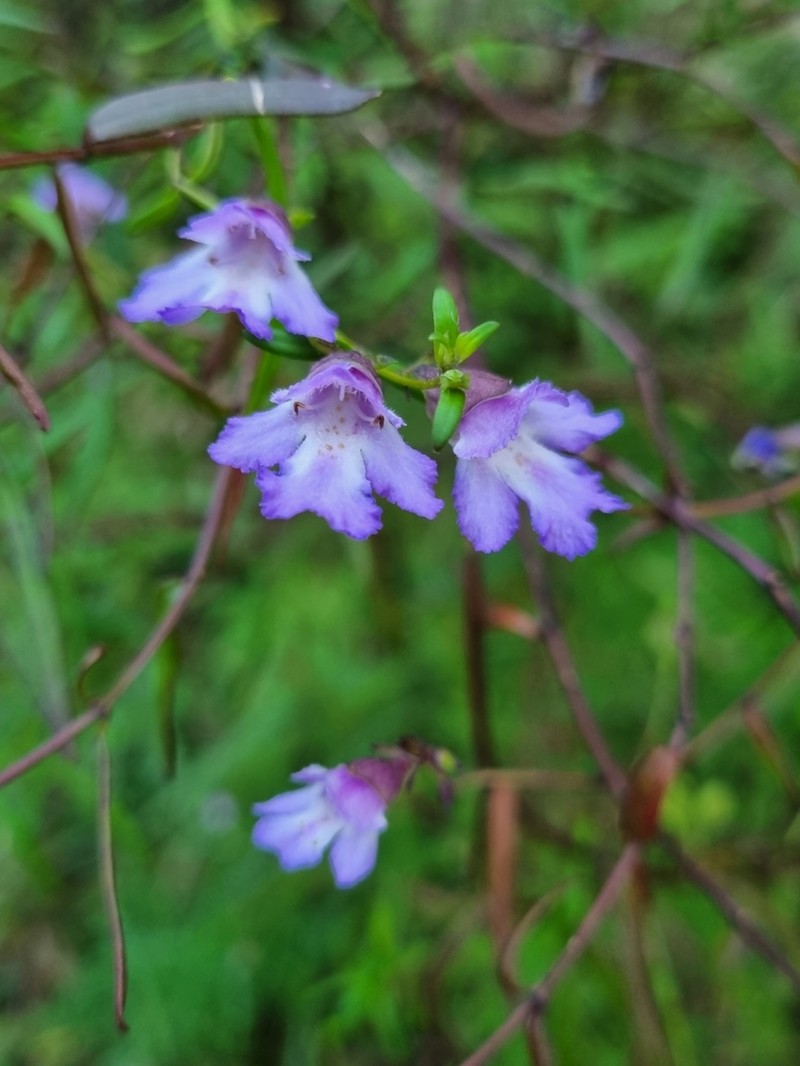 Prostanthera elisabethae photo 3