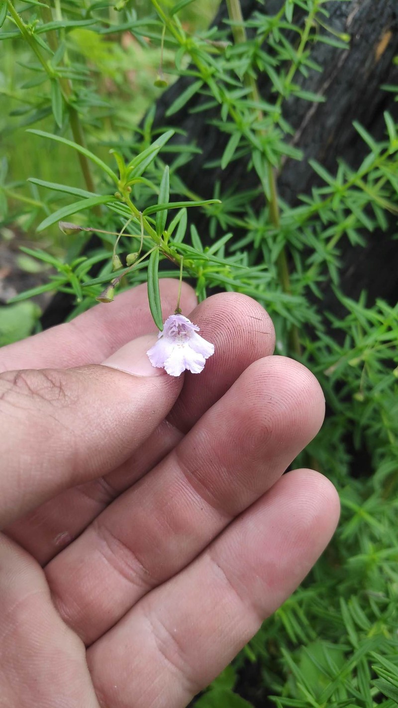 Prostanthera elisabethae photo 4