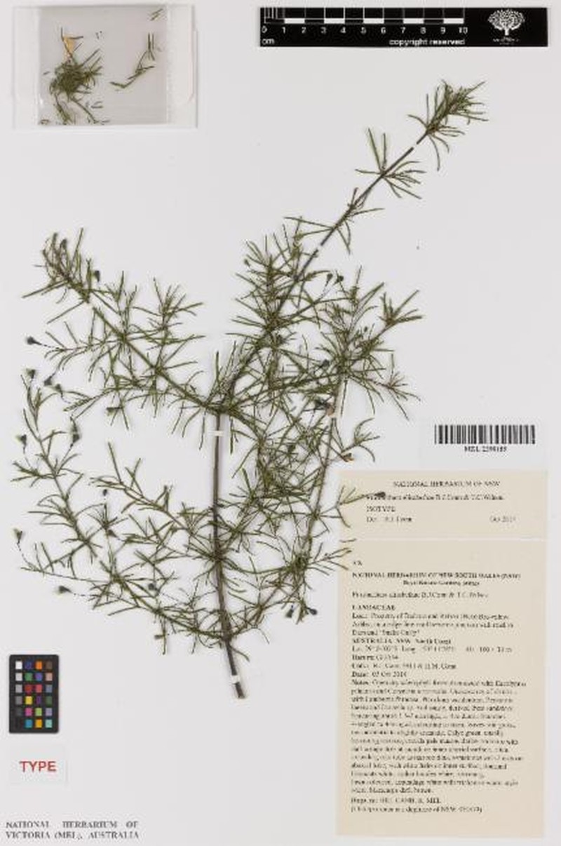 Prostanthera elisabethae photo 5