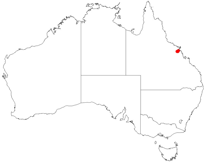 Prostanthera eungella