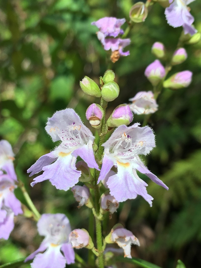 Prostanthera eungella photo 3