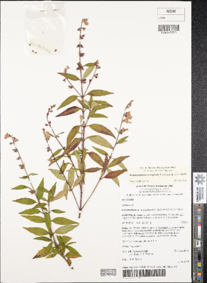 Prostanthera eungella photo 4