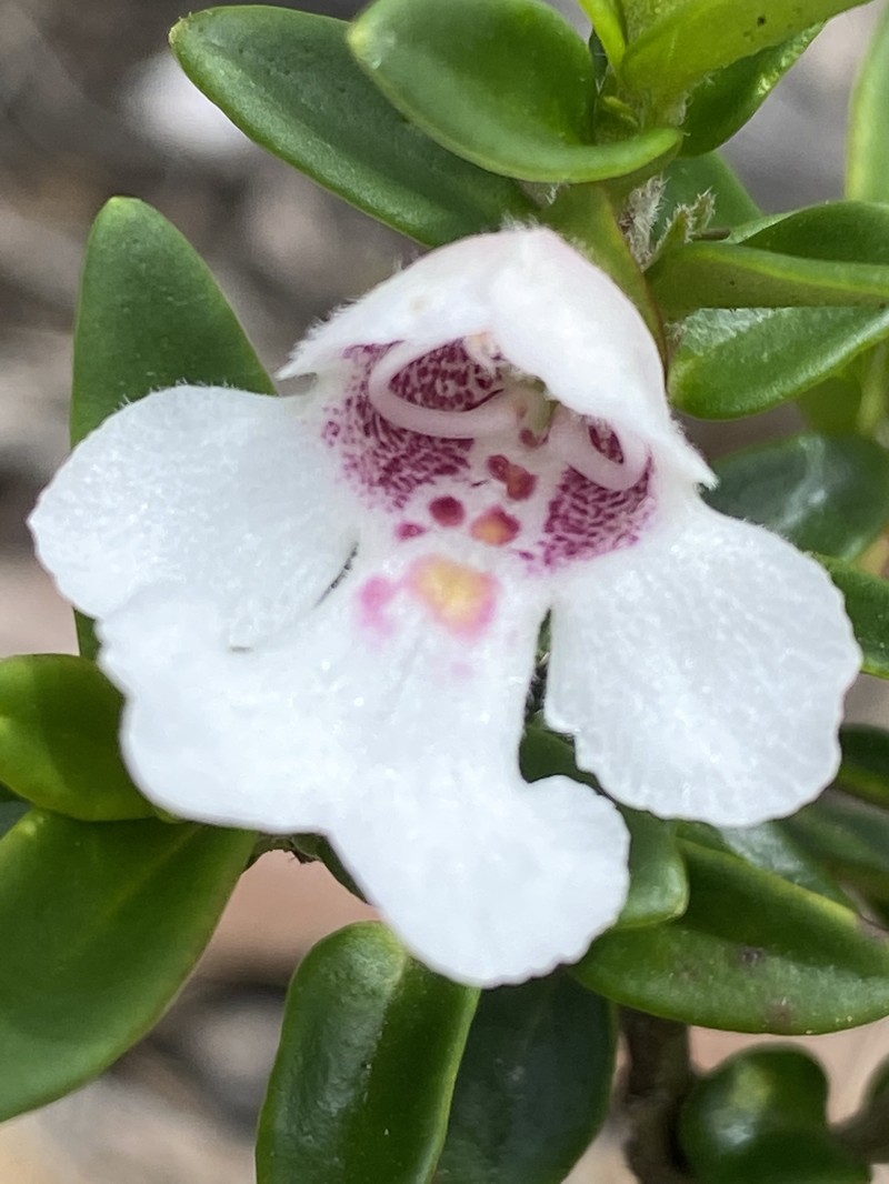 Prostanthera gilesii