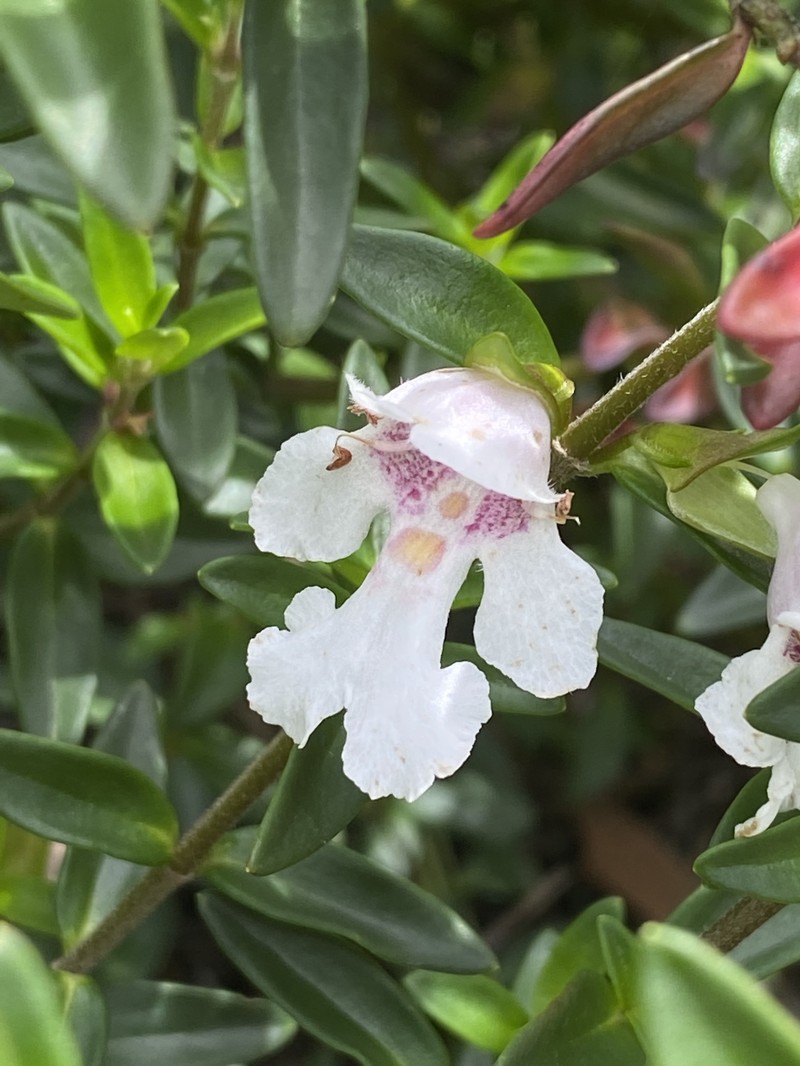 Prostanthera gilesii photo 3