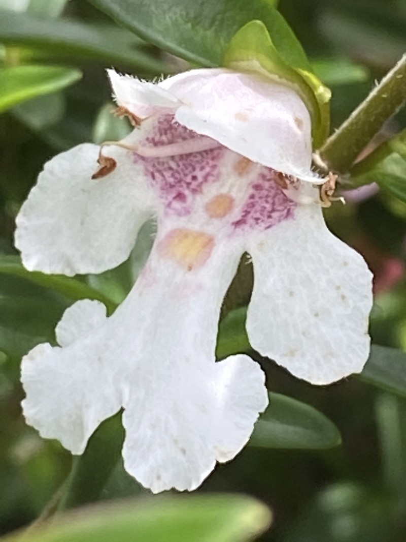 Prostanthera gilesii photo 4