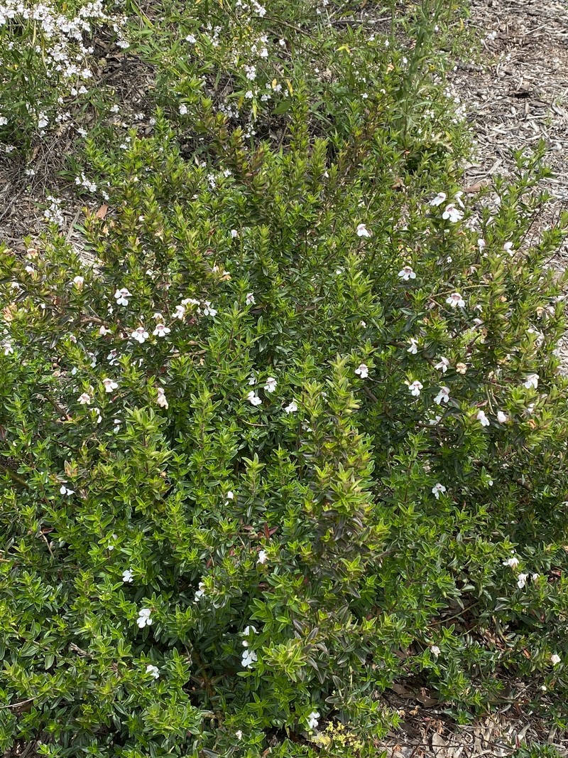 Prostanthera gilesii photo 5