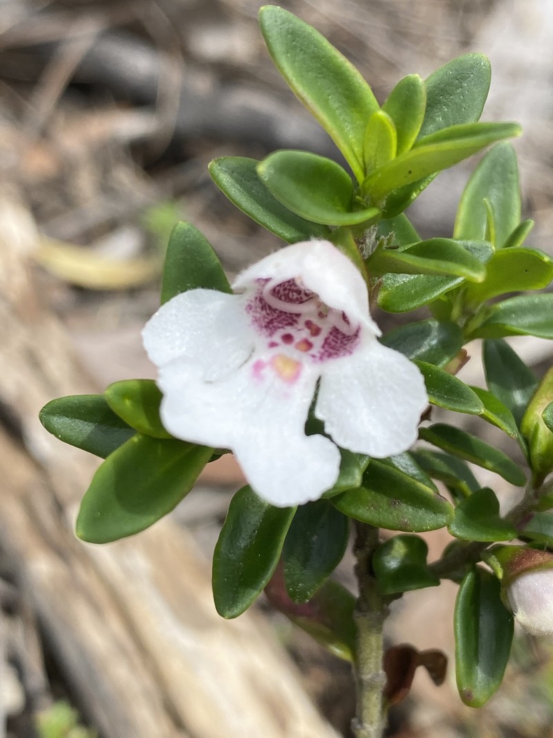 Prostanthera gilesii photo 6