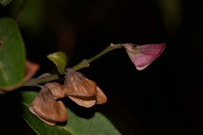 Prostanthera largiflorens