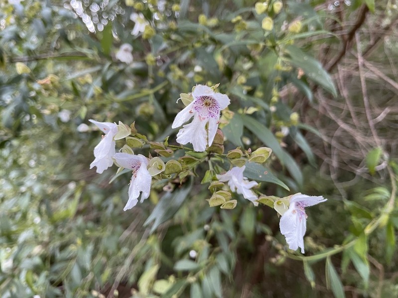 Prostanthera largiflorens photo 2