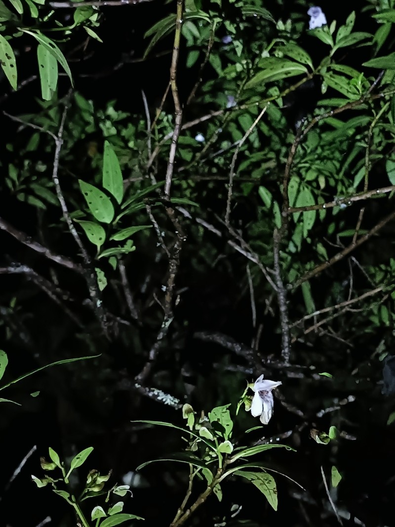 Prostanthera largiflorens photo 3