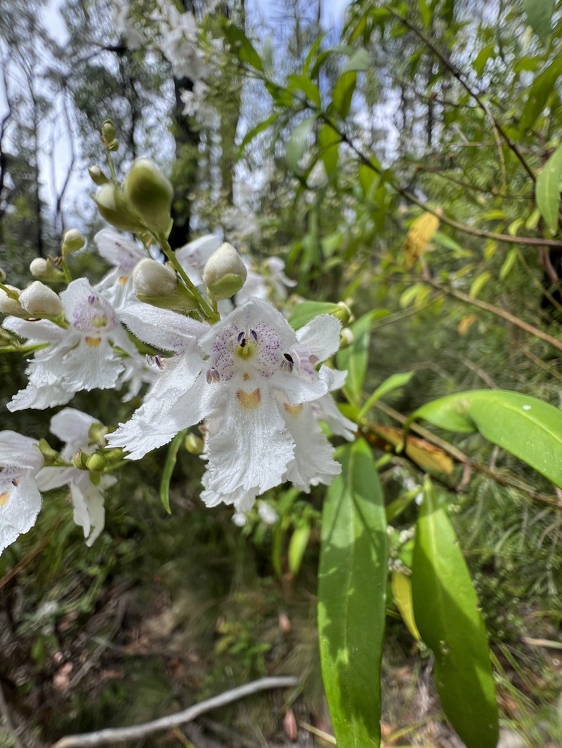 Prostanthera largiflorens photo 4