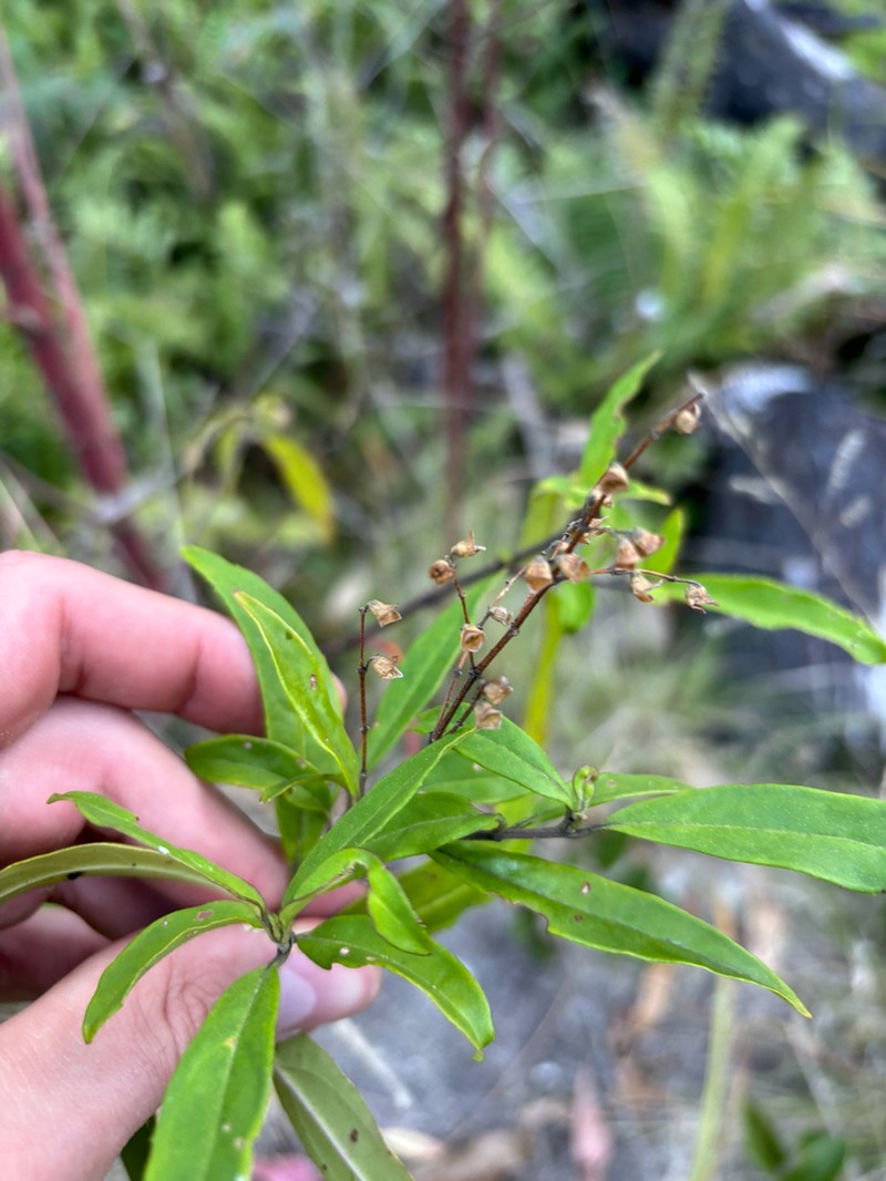 Prostanthera largiflorens photo 5