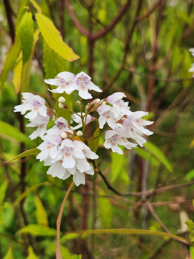 Prostanthera largiflorens photo 6